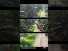 WEA18 PALM YAĞI TRAKTÖRÜ