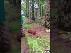 22HP Endonezya Hurma Yağı Traktör Kıskaçlı Mini Çiftlik Traktörü